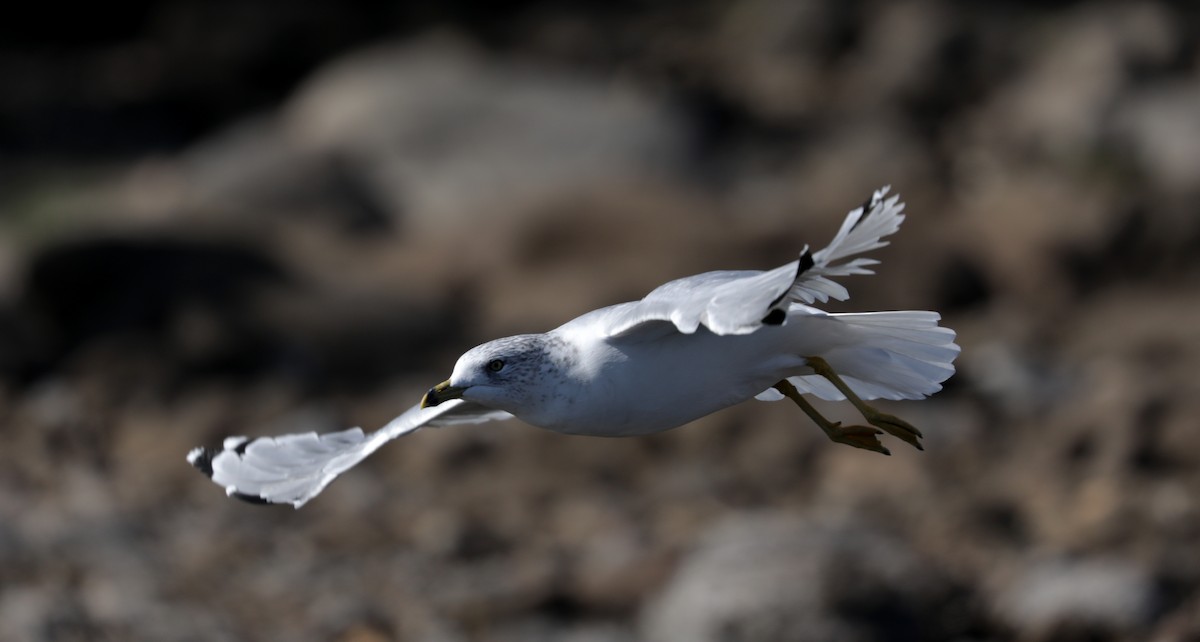 Ring-billed Gull - ML266232201