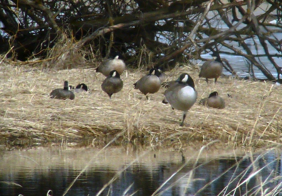 Cackling Goose (minima) - Daniel Casey