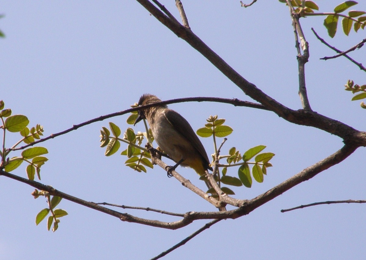 Common Bulbul - ML266233791