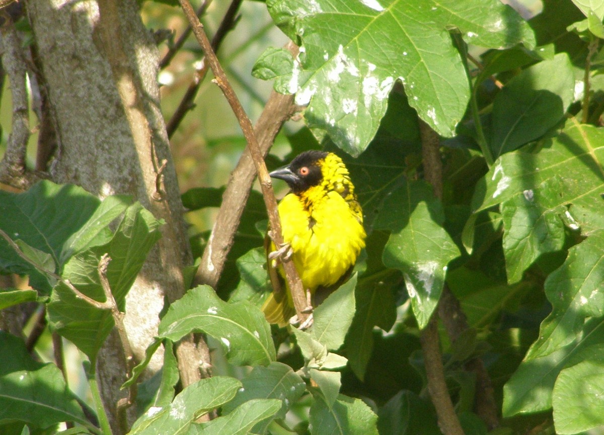 Village Weaver - ML266234101