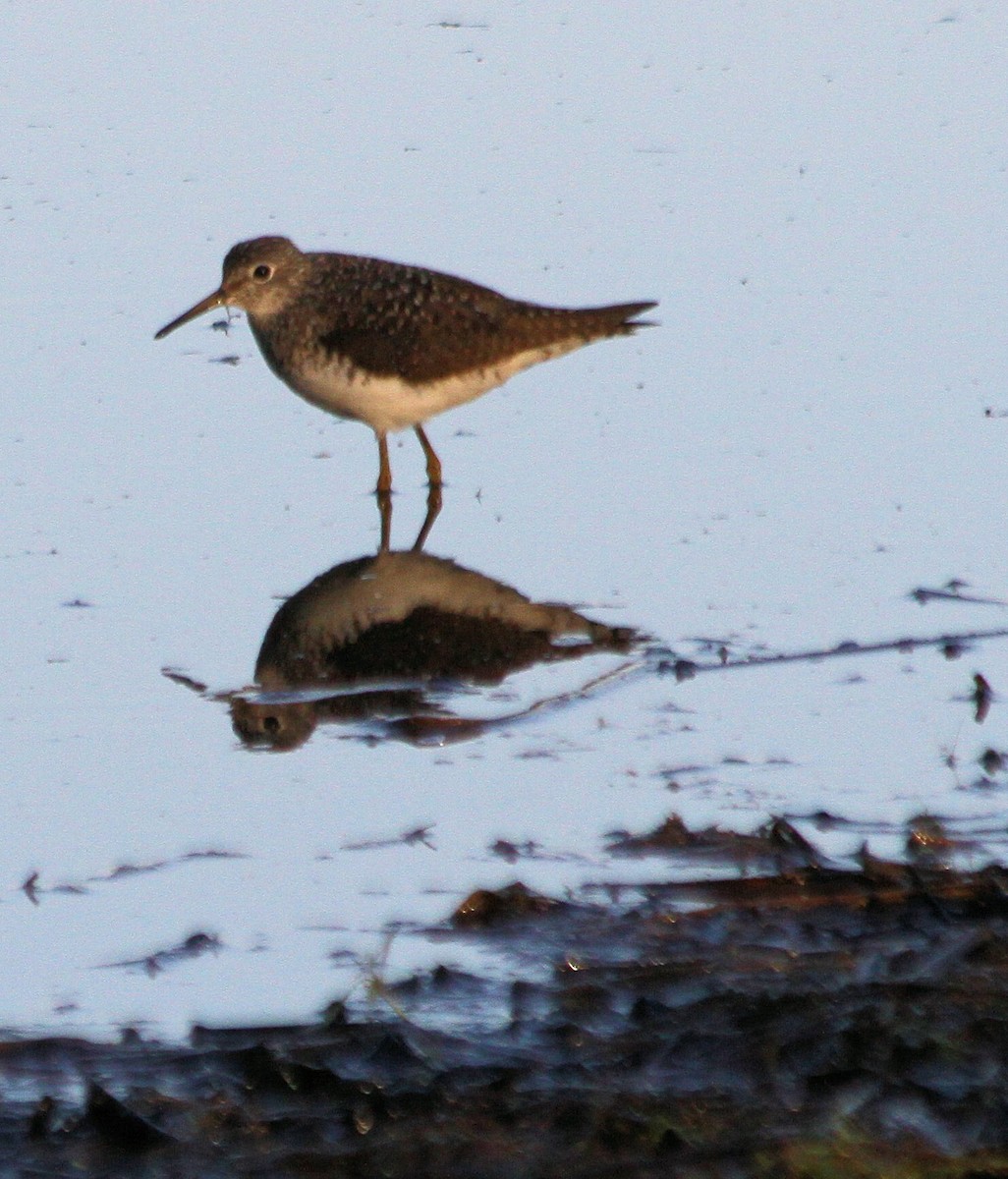 Solitary Sandpiper - ML26623441