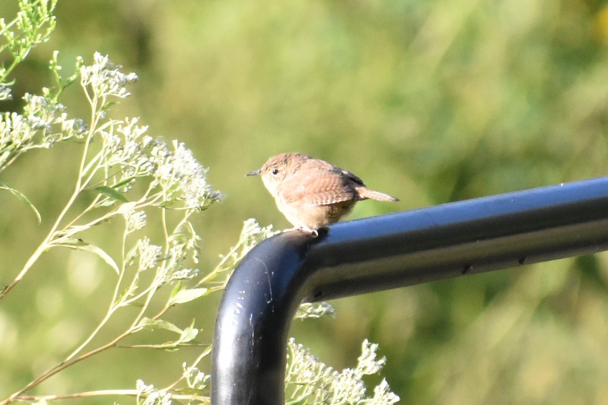 Northern House Wren - ML266234611