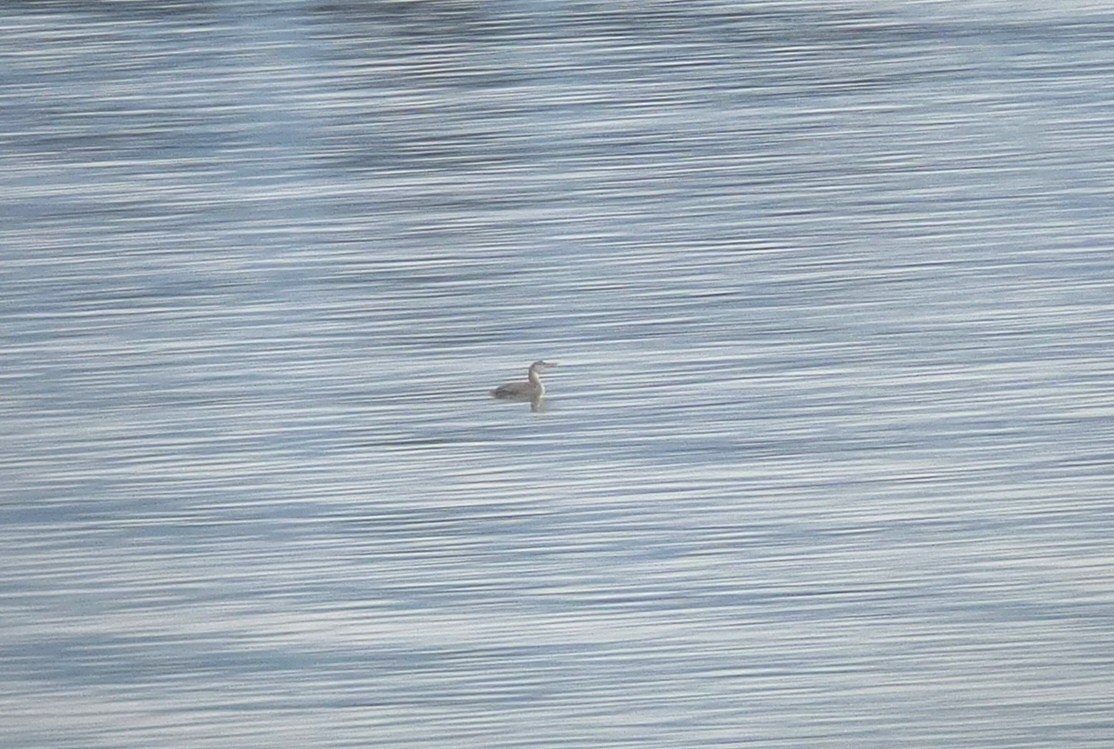 Yellow-billed Loon - ML26623521