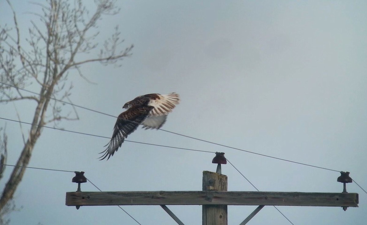 Ferruginous Hawk - Daniel Casey