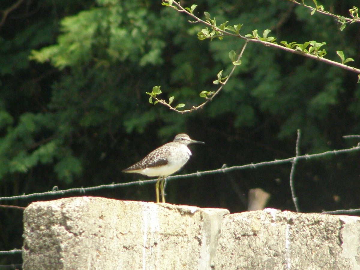 Wood Sandpiper - ML266235331