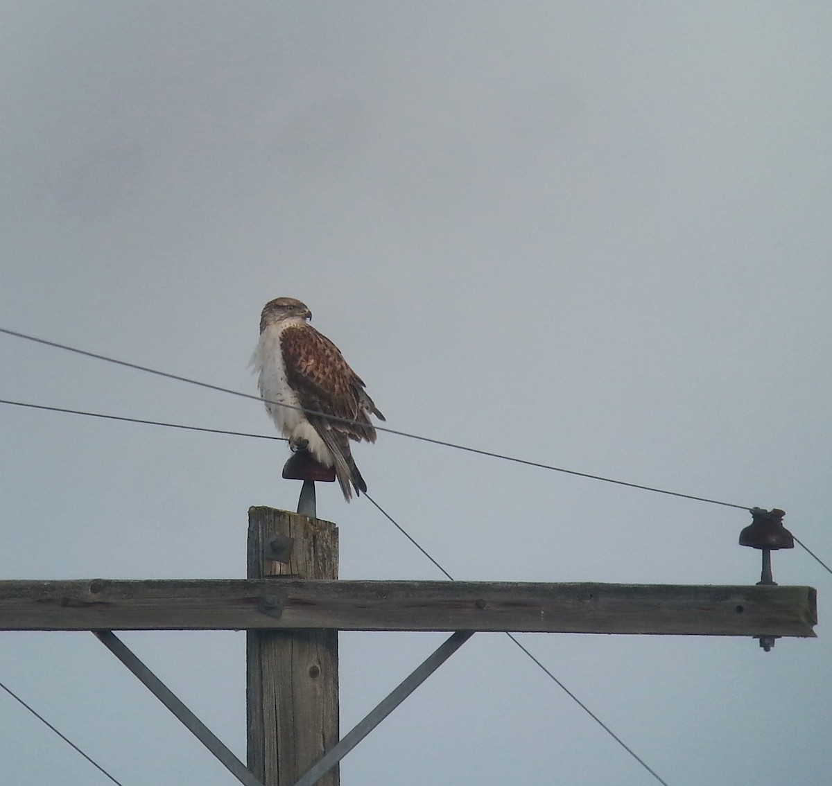 Ferruginous Hawk - Daniel Casey