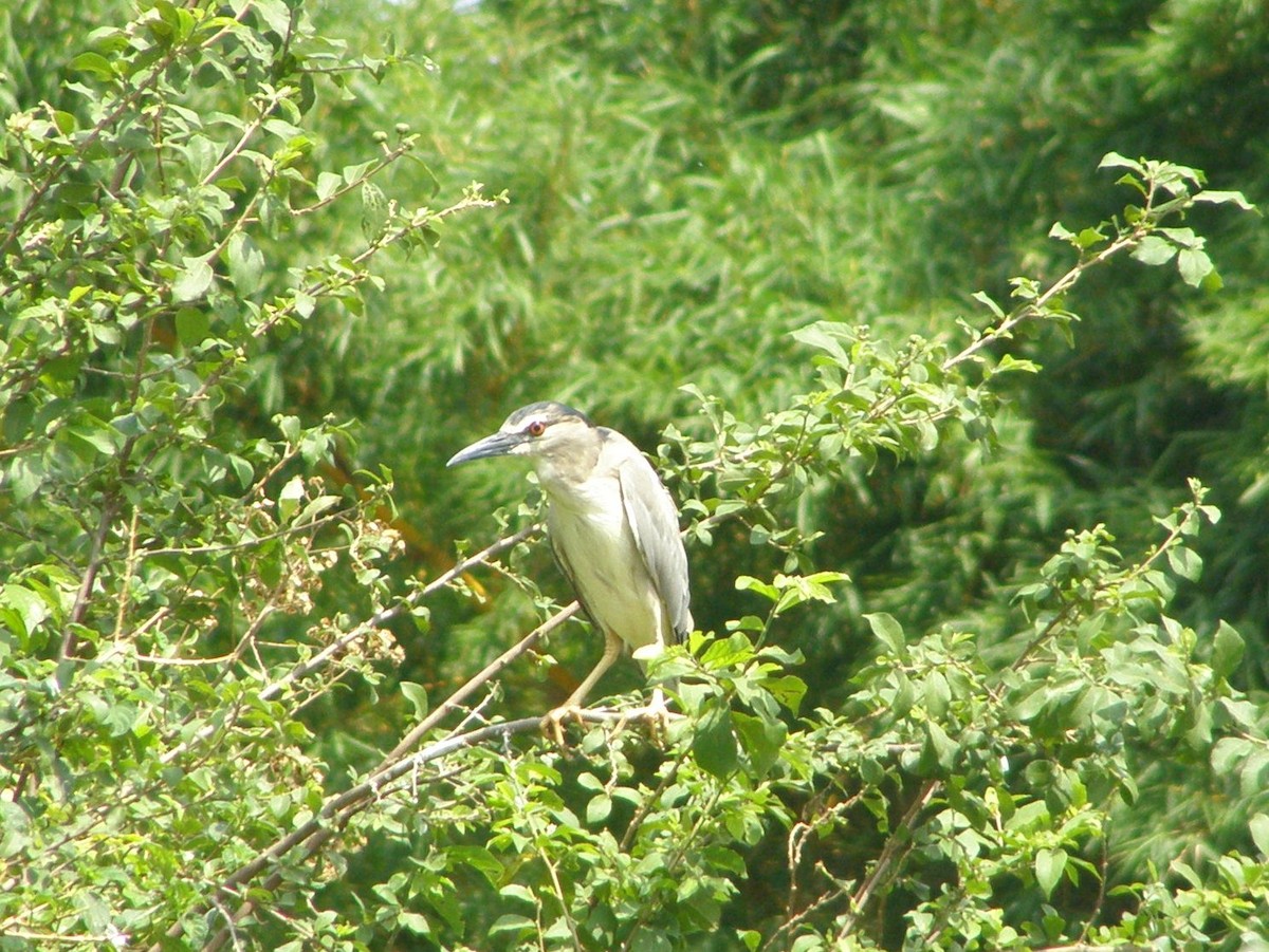 Black-crowned Night Heron - ML266236271