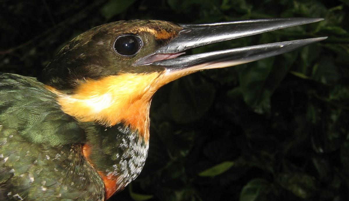 Green-and-rufous Kingfisher - sylvain Uriot