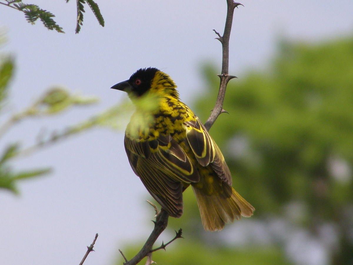 Village Weaver - ML266236661