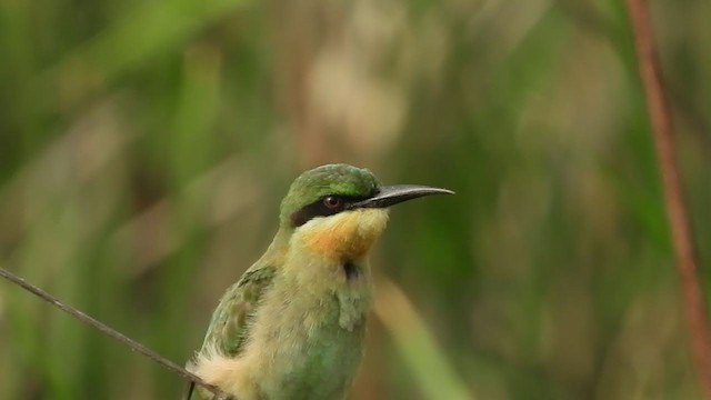 Blue-tailed Bee-eater - ML266236731