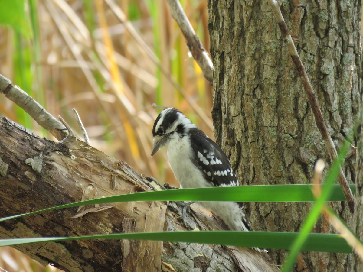 Downy Woodpecker - ML266236831