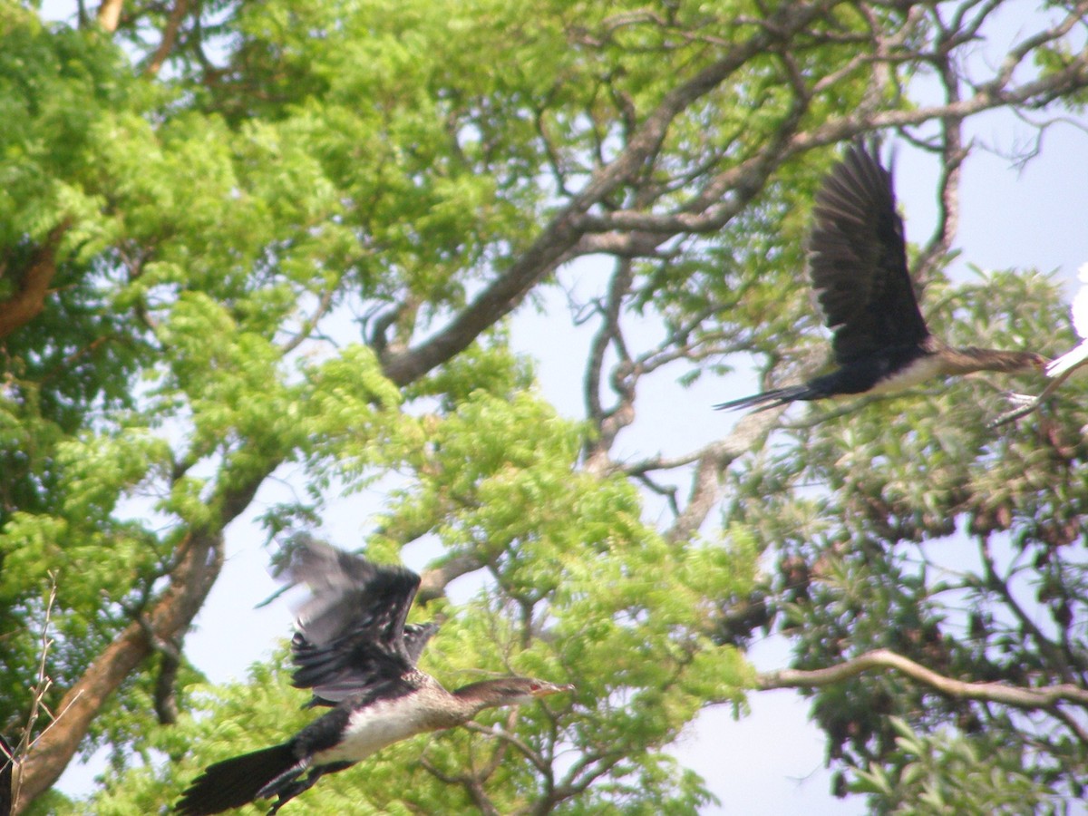 Long-tailed Cormorant - ML266237821