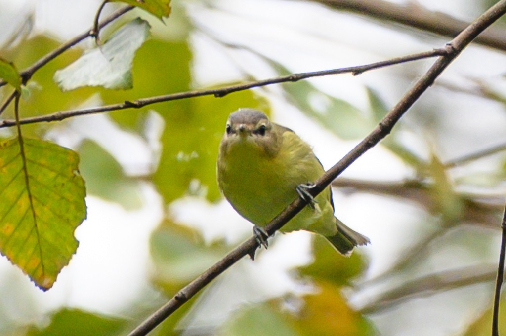 Vireo de Filadelfia - ML266238171