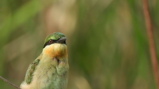 Blue-tailed Bee-eater - ML266238221