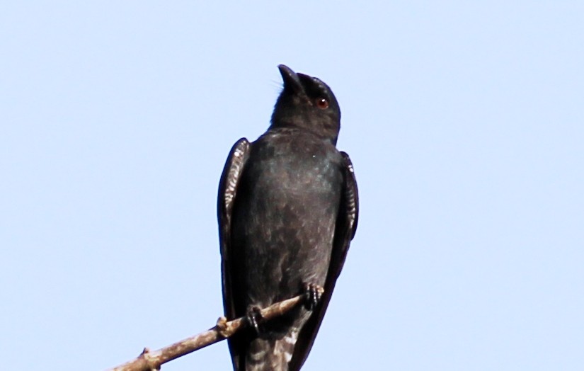 Ashy Drongo - ML266238321