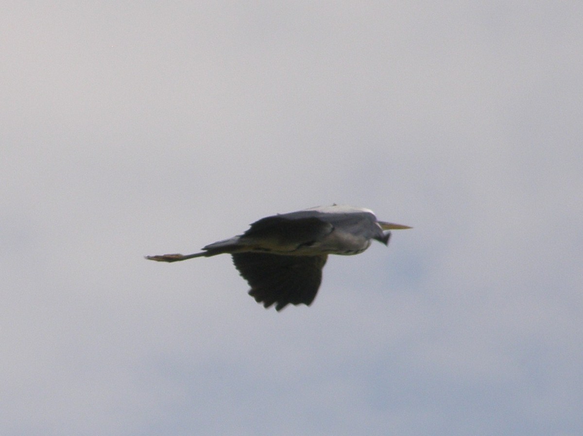 Gray Heron - ML266238391