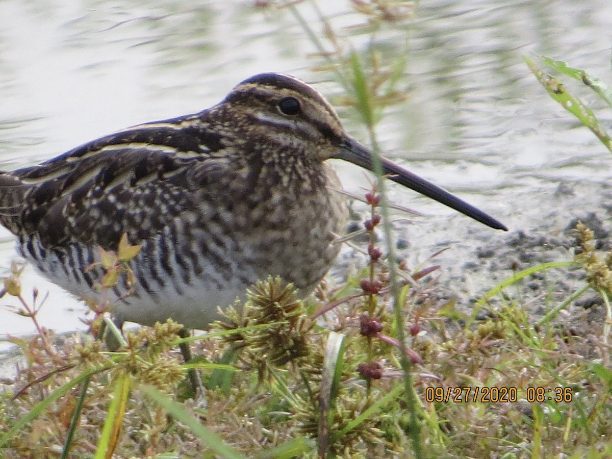 Wilson's Snipe - ML266238761