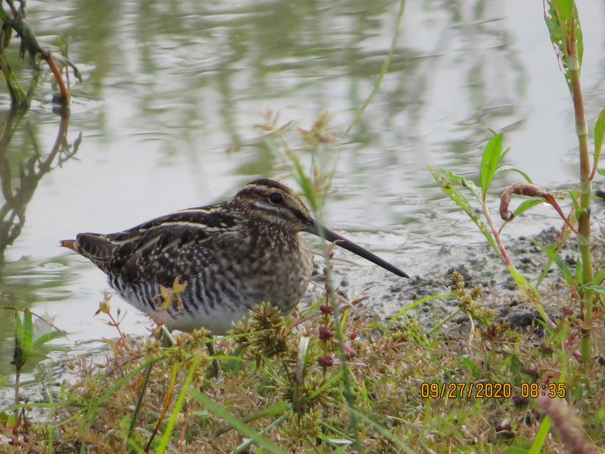 Wilson's Snipe - ML266238781