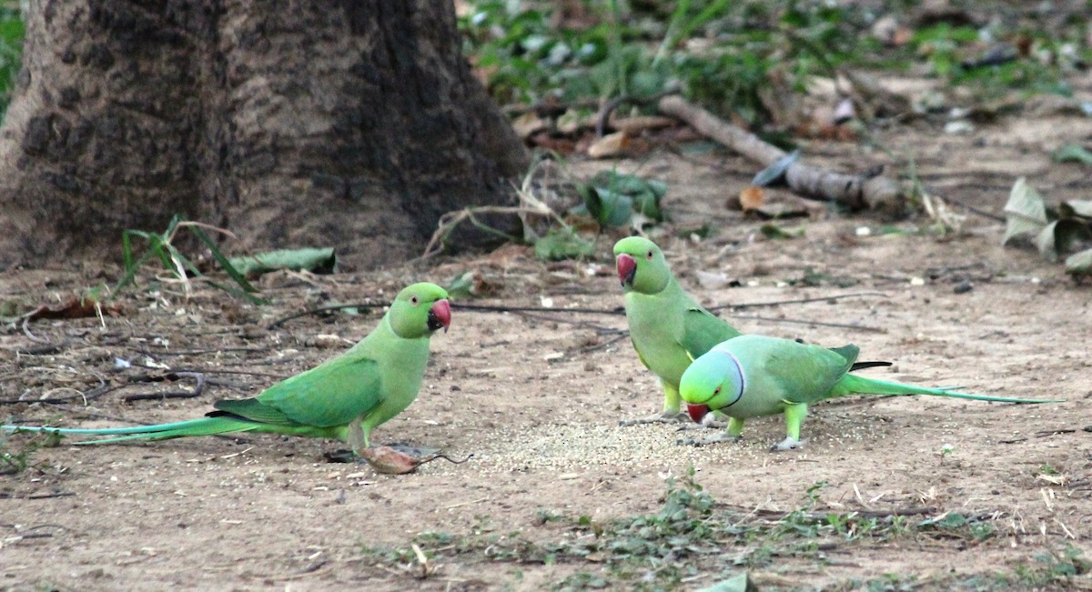 Rose-ringed Parakeet - ML266238971