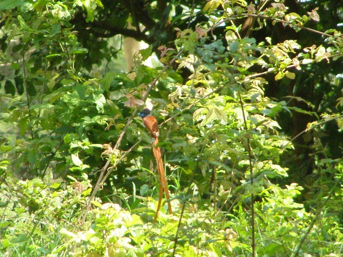 African Paradise-Flycatcher - ML266239191