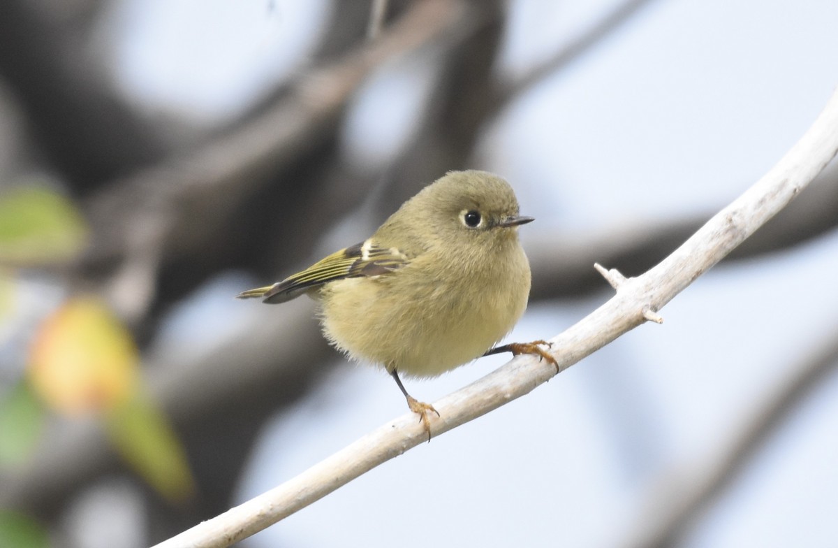 Ruby-crowned Kinglet - ML266239241