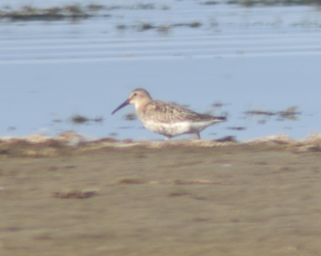 Dunlin - ML266240391