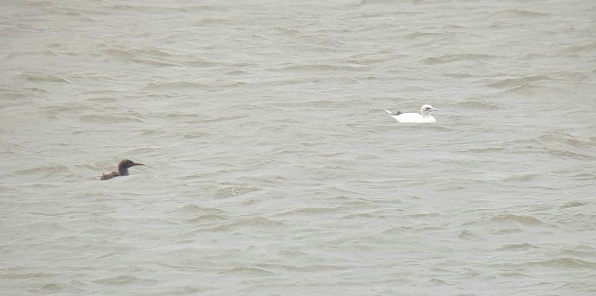 Northern Gannet - ML266240461
