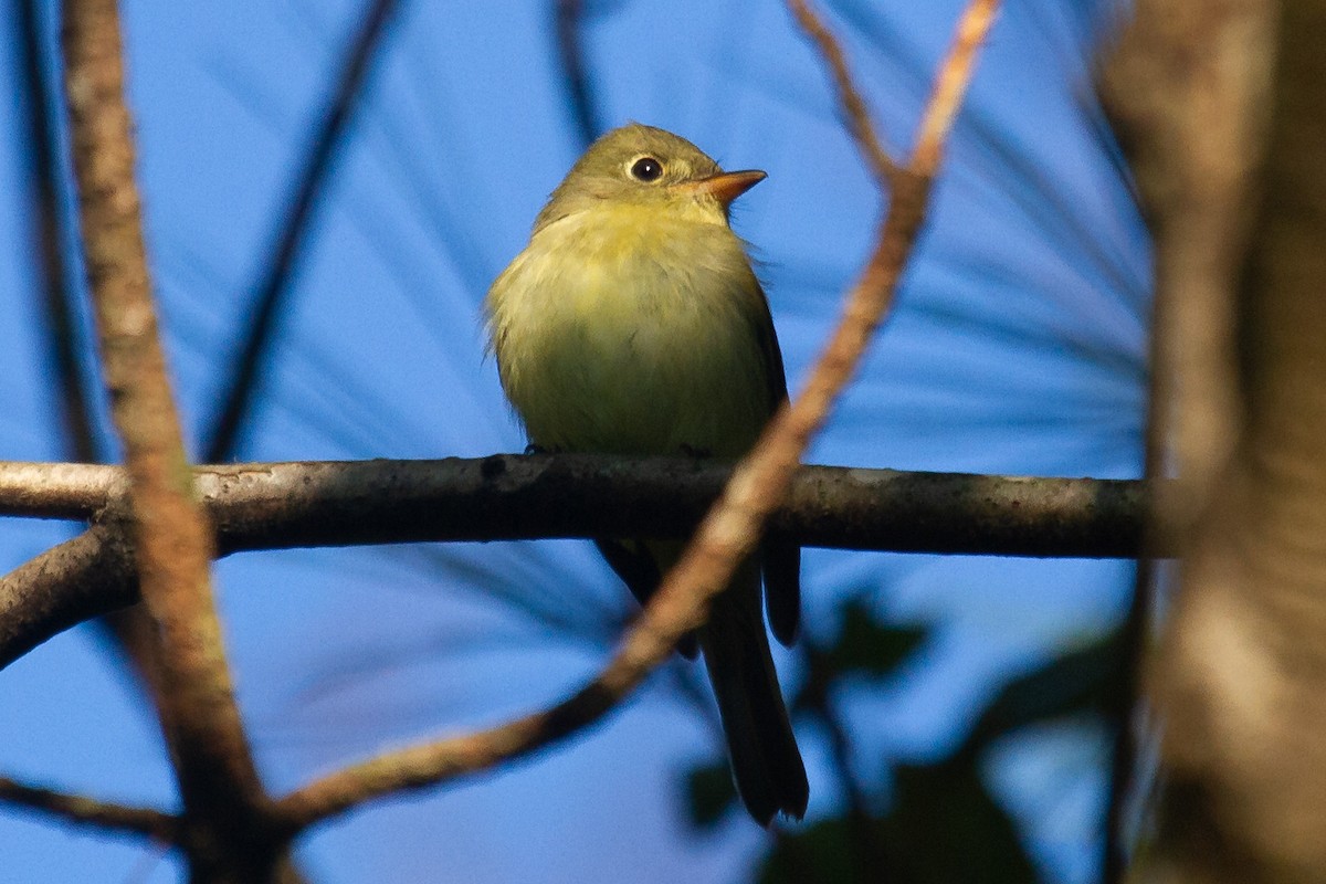 Yellow-bellied Flycatcher - ML266240521