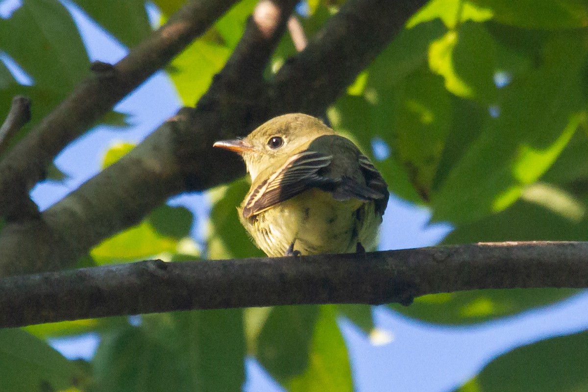 Yellow-bellied Flycatcher - ML266240531