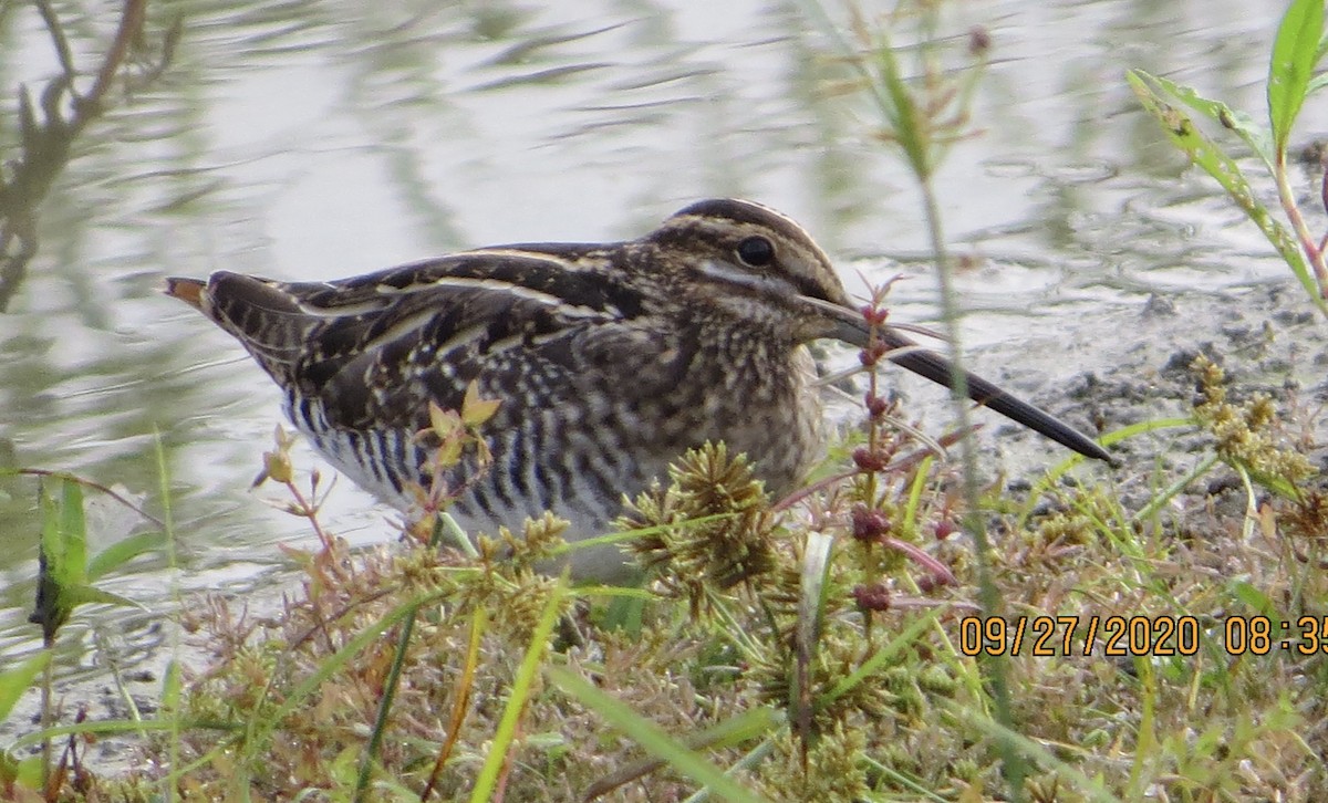 Wilson's Snipe - ML266240861