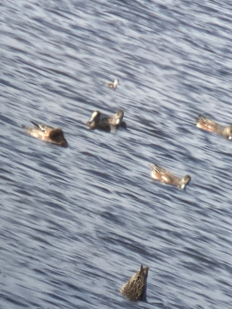 Red-necked Phalarope - Erich Glanz