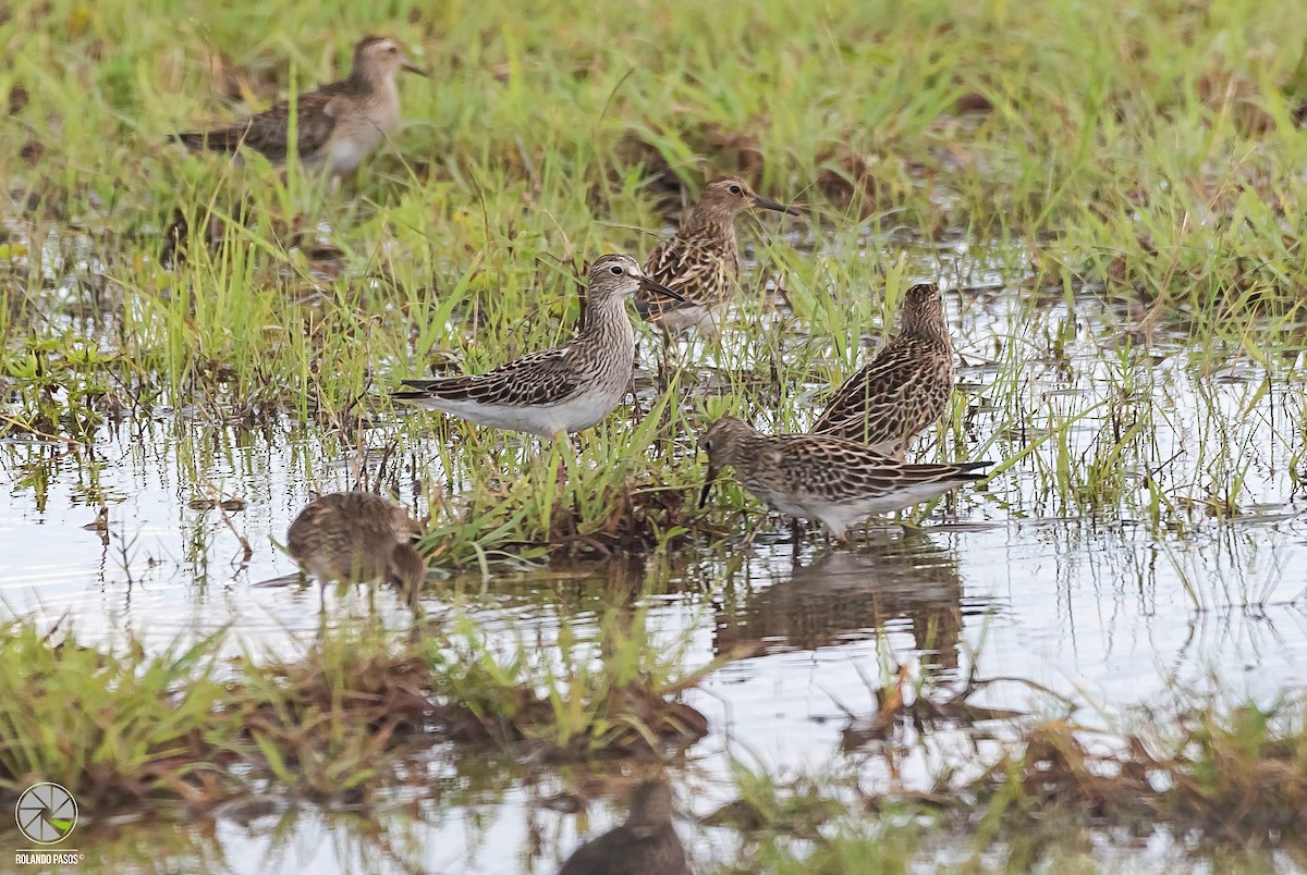 Pectoral Sandpiper - Rolando Tomas Pasos Pérez