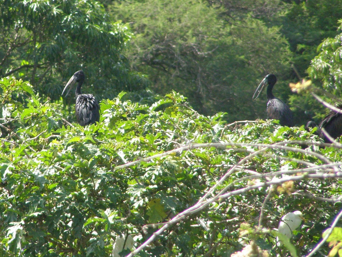 African Openbill - ML266242671