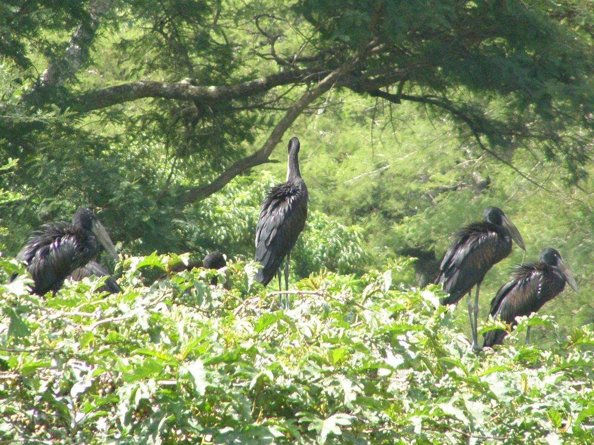 African Openbill - ML266242691