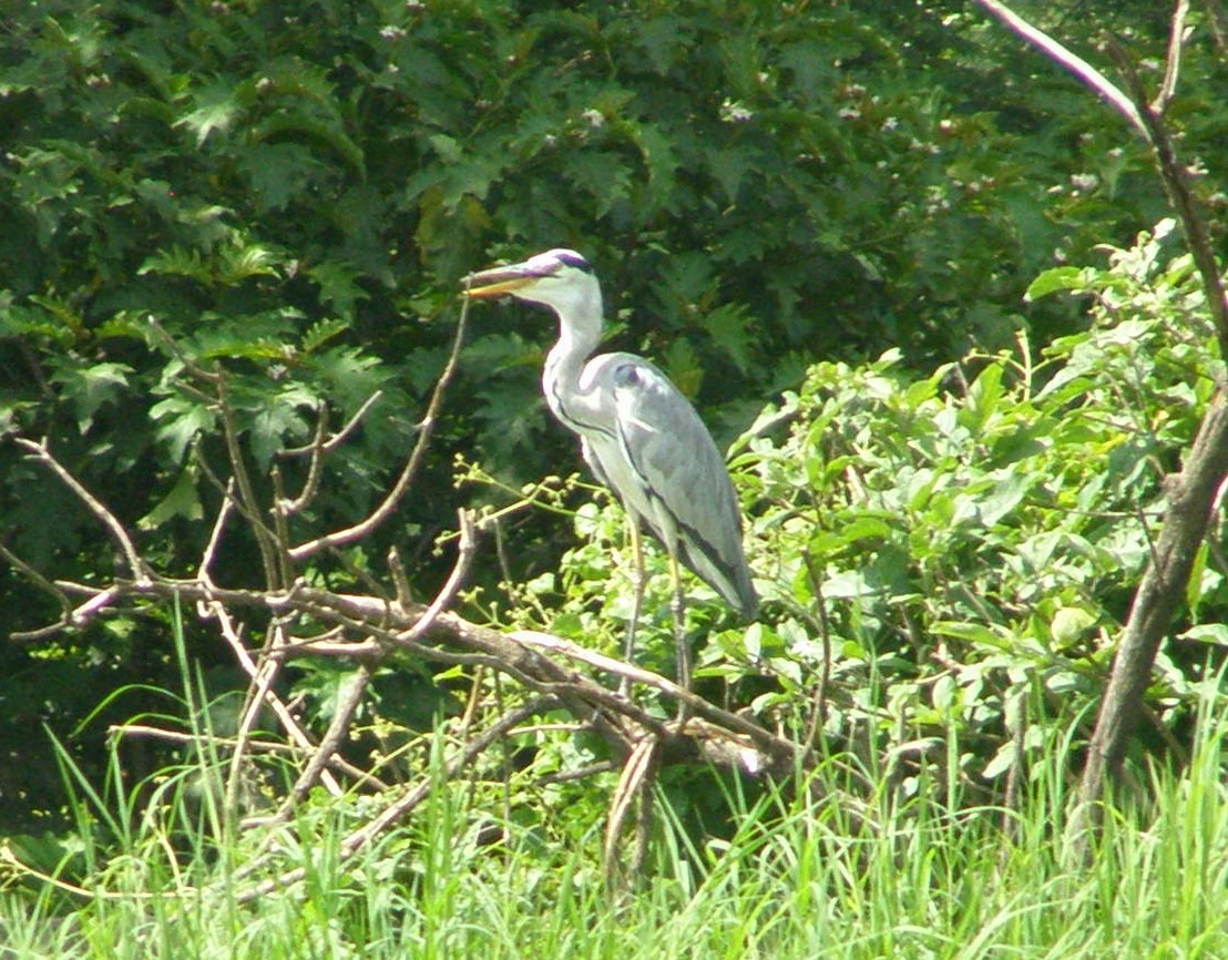 Gray Heron - ML266243421