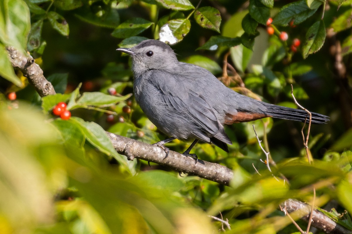 Gray Catbird - ML266243571