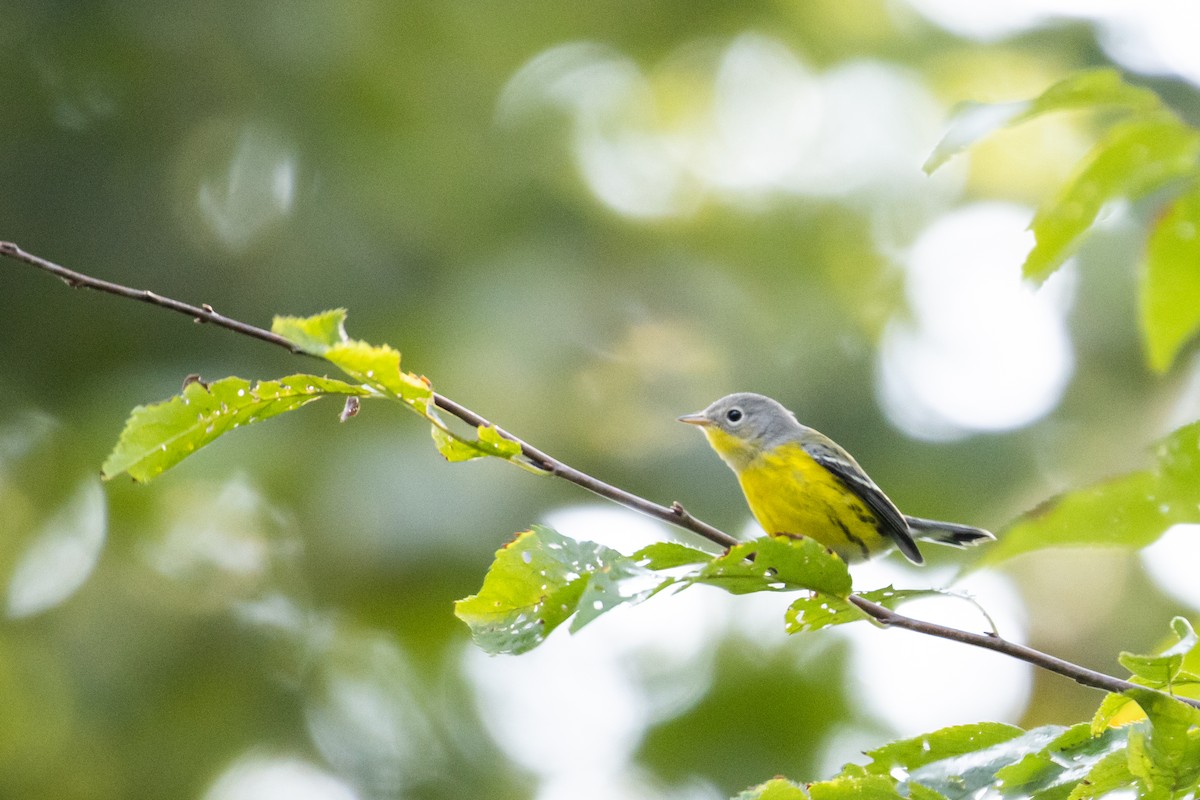 Magnolia Warbler - ML266243581