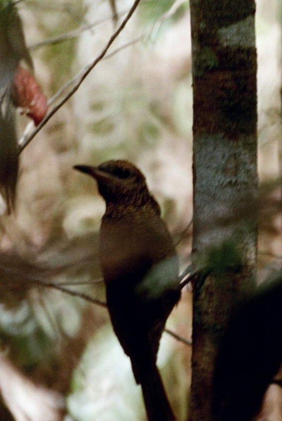 Northern Barred-Woodcreeper - ML266243881