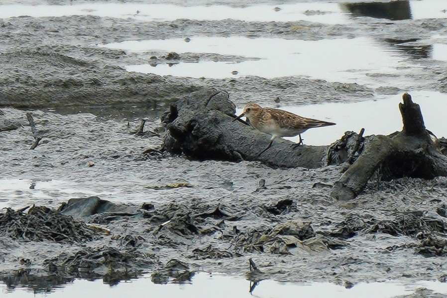 Baird's Sandpiper - Luis Piñeyrua