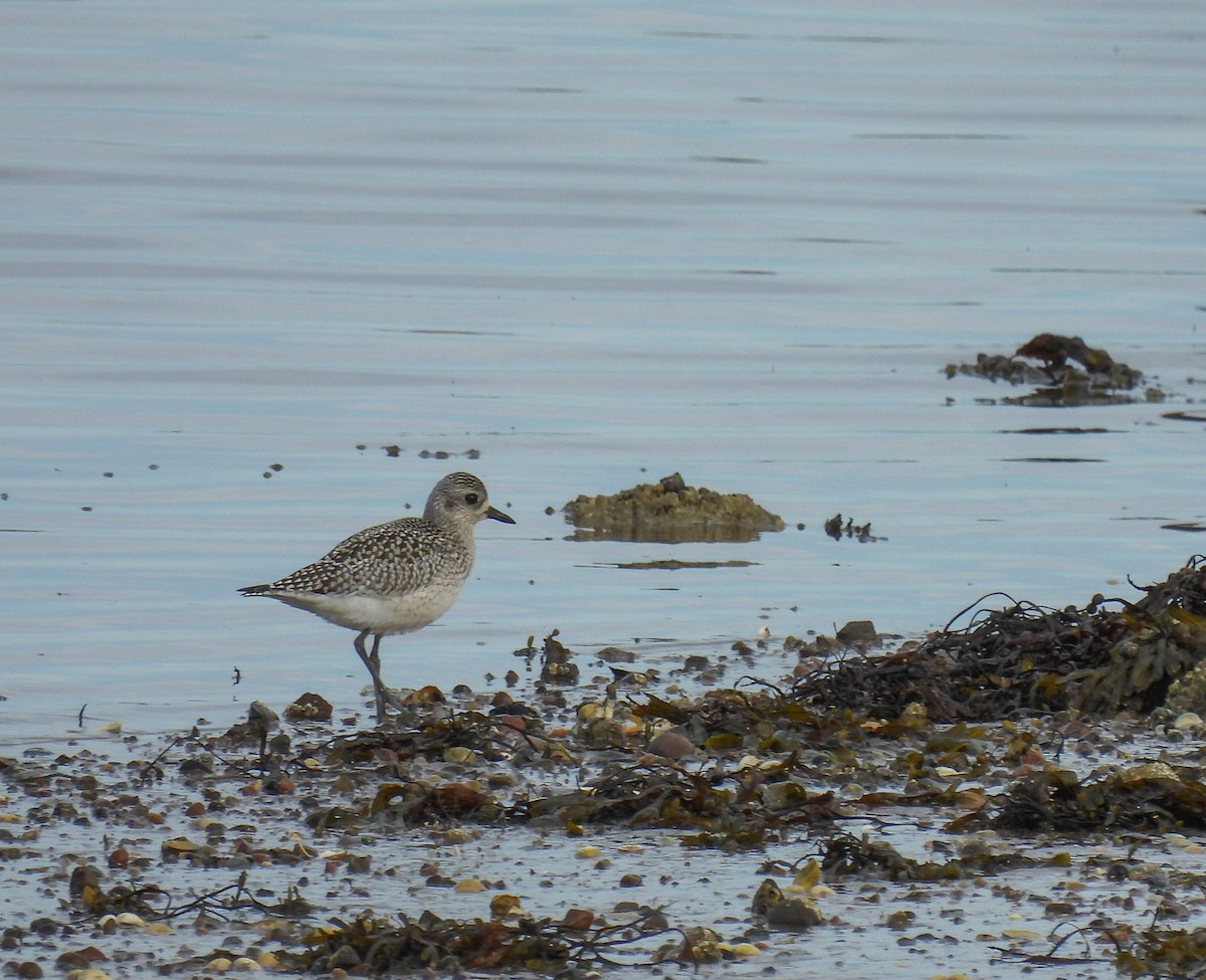 Black-bellied Plover - ML266245191