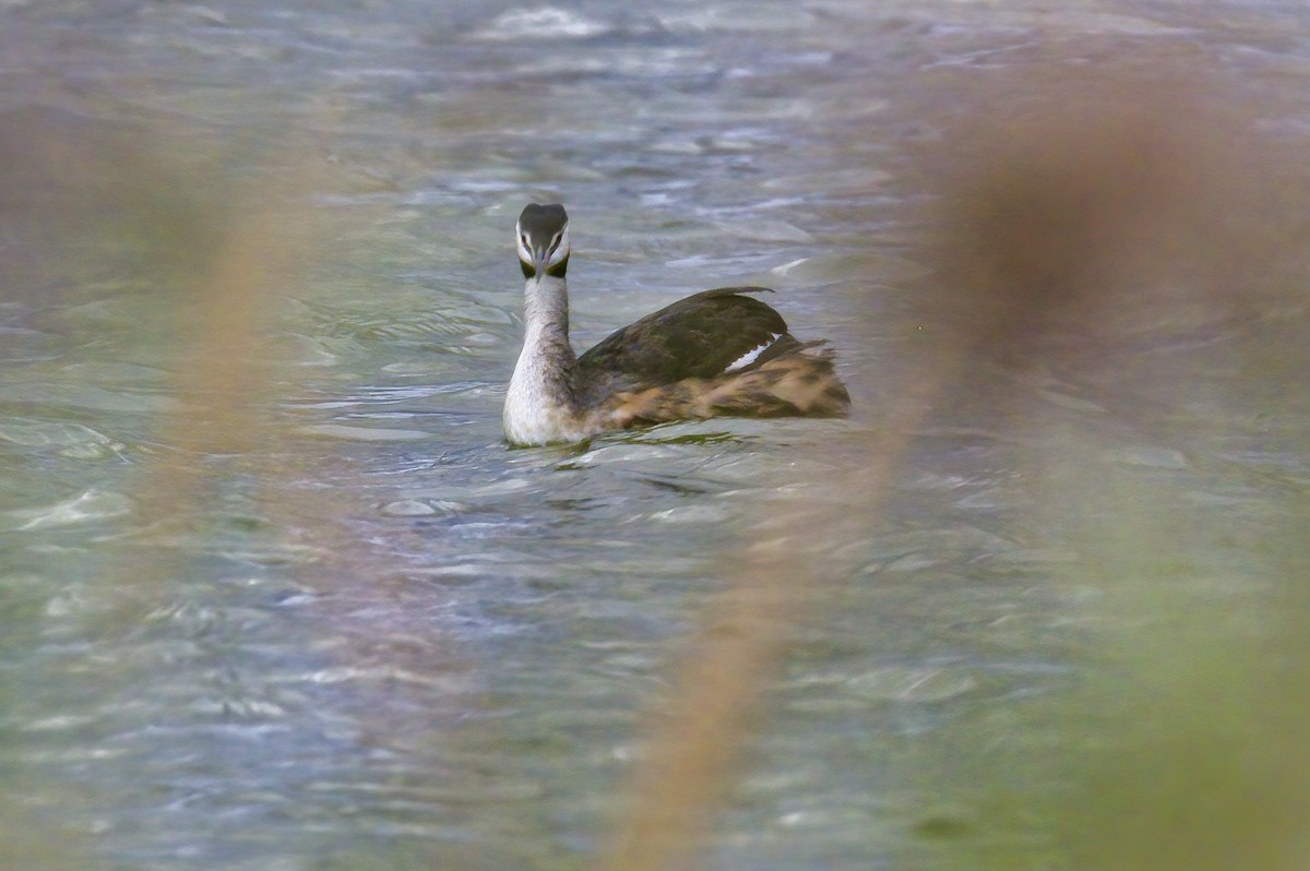 Great Crested Grebe - ML266246601