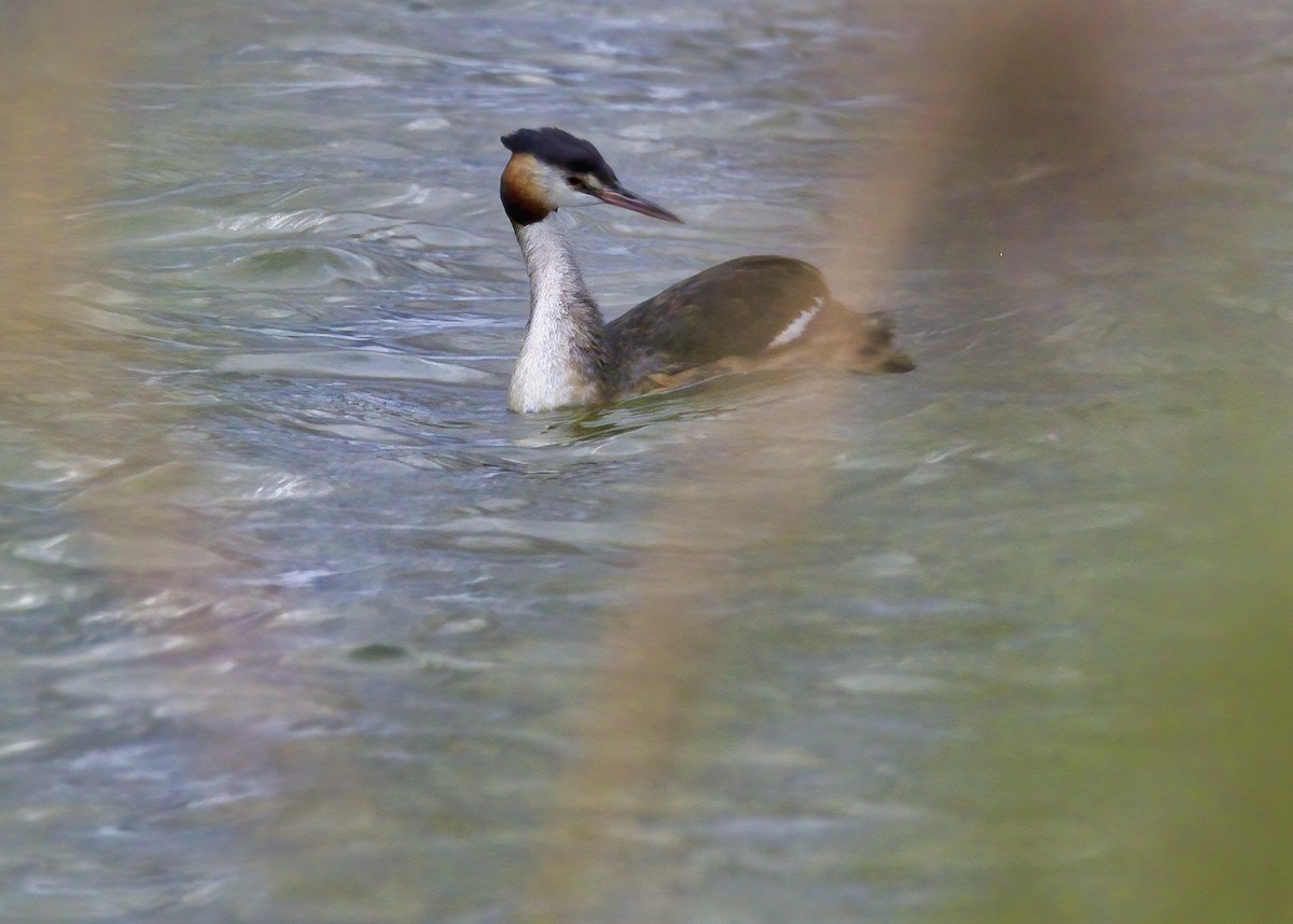 Great Crested Grebe - ML266246641
