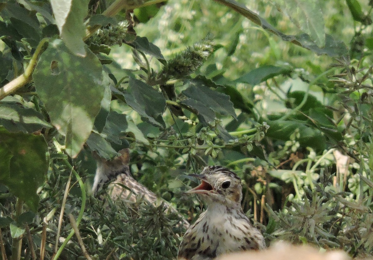 Sprague's Pipit - ML26624691