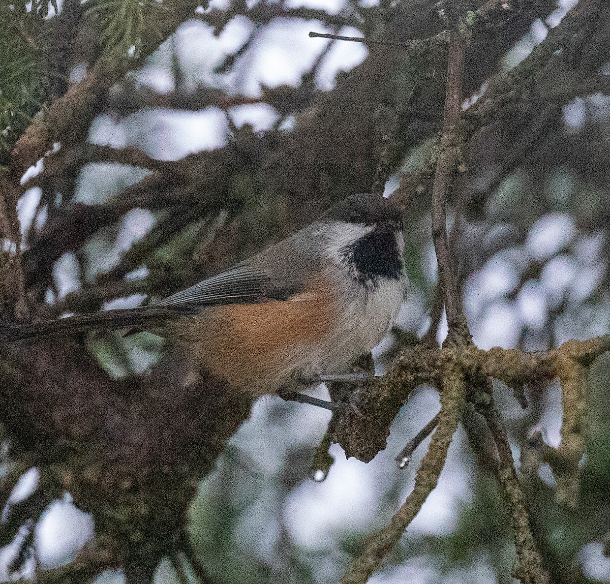 Mésange à tête brune - ML266247771