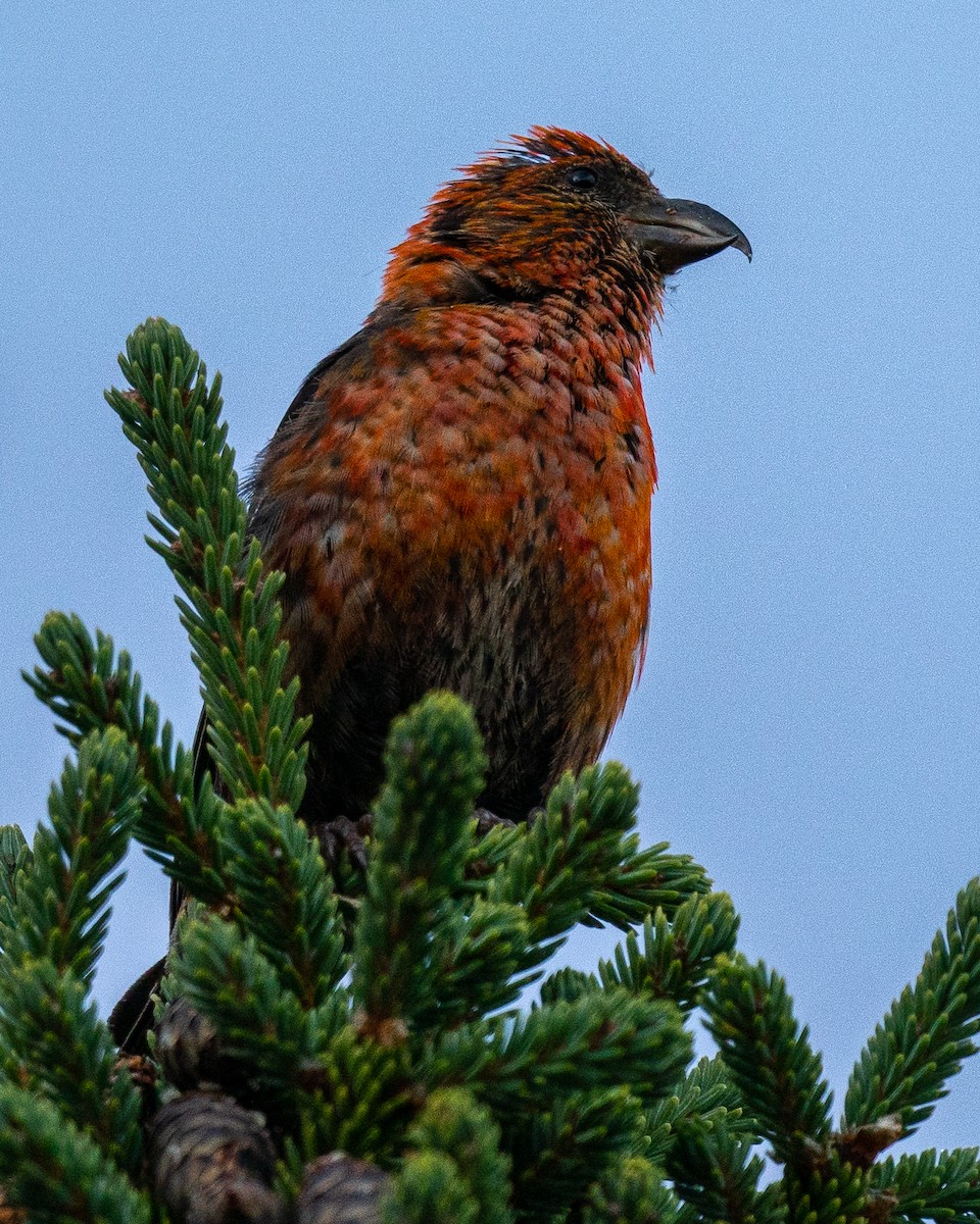 White-winged Crossbill - ML266248301