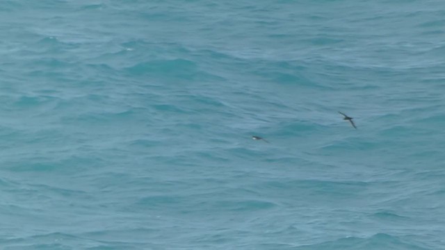 Balearic Shearwater - ML266249631