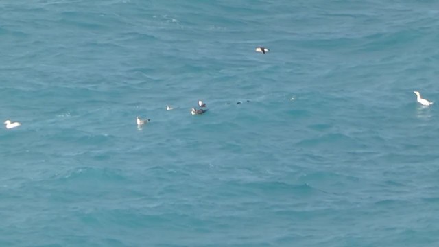 Northern Gannet - ML266250061