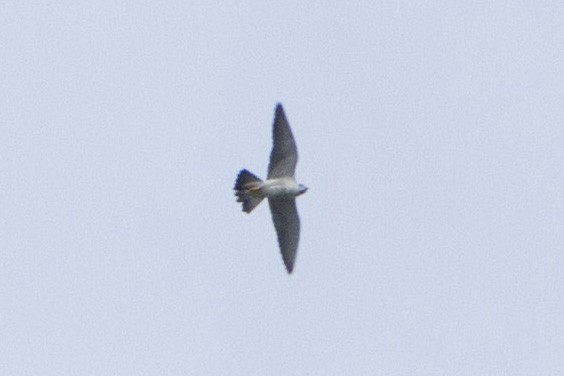 Peregrine Falcon - ML266251051