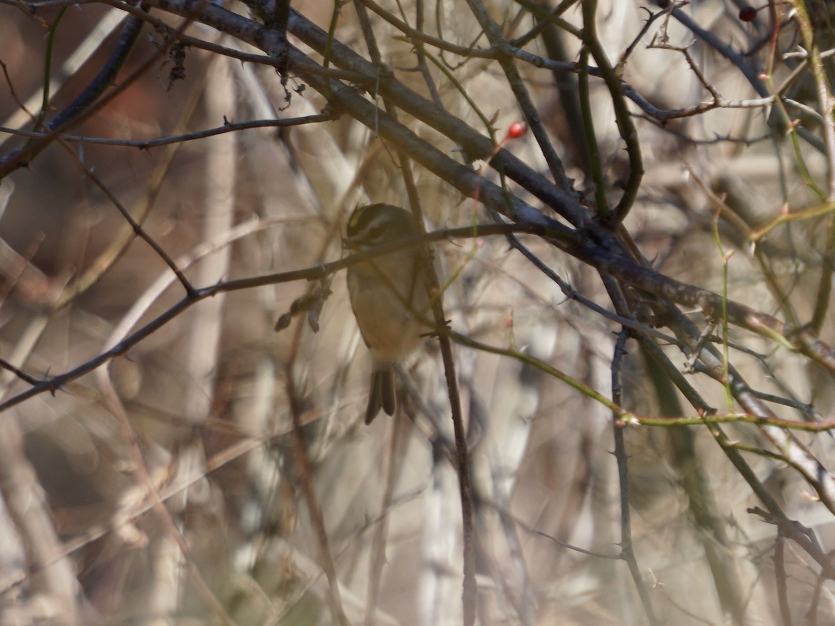 Golden-crowned Kinglet - james barry