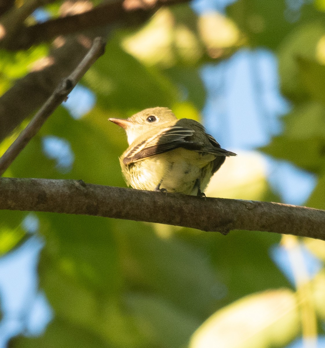 Yellow-bellied Flycatcher - ML266253251